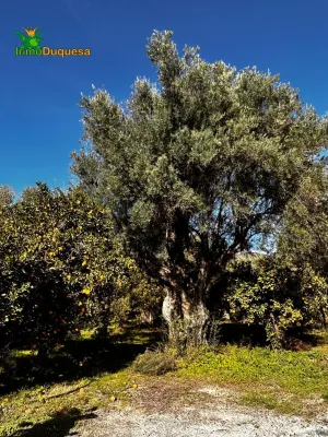 FINCA RÚSTICA PLENA PRODUCCIÓN EN VALLE DE LECRÍN