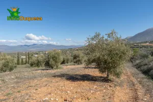 Finca rústica en Cogollos Vega (con toma de luz y agua en la entrada)
