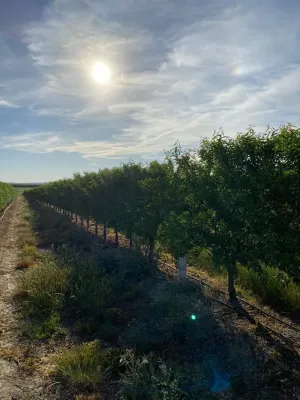 FINCA DE REGADÍO DE ALMENDROS DE 12 HECTÁREAS