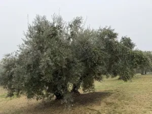 Finca Olivos Espejo (Córdoba)