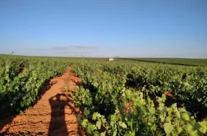 Finca regadío viña