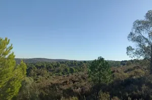 Finca Forestal en Venta Zalamea La Real