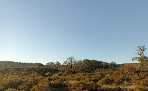 Venta finca rústica en Zufre