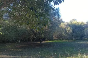 Finca Rústica en Algeciras