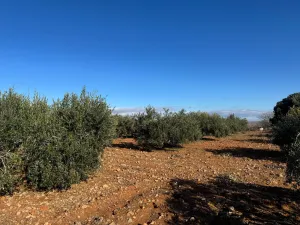 Finca rústica con olivos