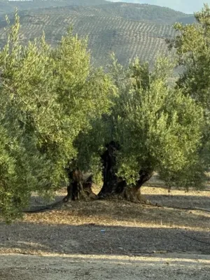 Olivar en Regadío en Villacarrillo 21,8 ha