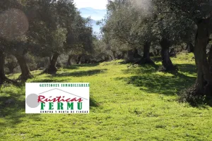 Finca de olivos ecológicos en Pozoblanco.