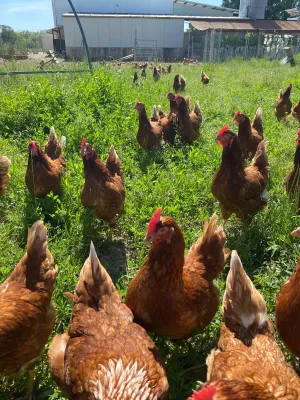 Alquiler de negocio en funcionamiento