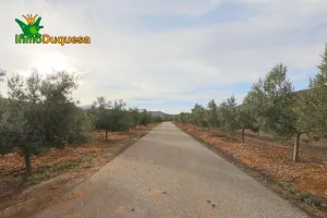 Finca con 3.300 olivos en Cozvijar.