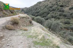 Finca rústica de olivos en Monachil.