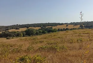 Finca Rústica en Santa Cruz de Retamar