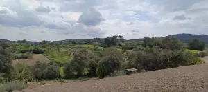 Finca única en Montuïri: 31,7 acres exclusivos y plantación de Olivos con rentabilidad