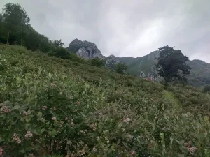 Cabaña con plantación de arandanos