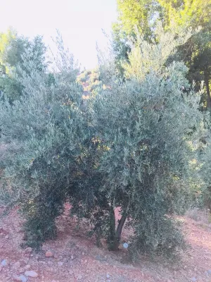 Venta 2 Fincas Deifontes y Cogollos Vega