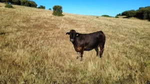 Finca Rústica en Pizarral, Salamanca
