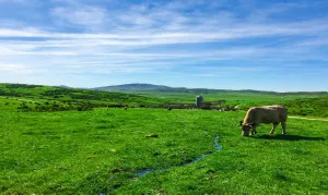 Finca Ganadera en El Espinar Segovia