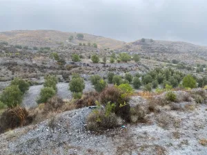 FINCA OLIVOS Y PINOS