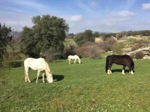 Finca con vivienda y inst.ecuestres