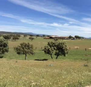 OPORTUNIDAD DEHESA GANADERA 440h