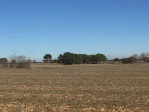 Alquilo parcela de 14,5 Has.