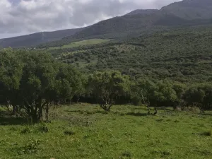 FINCA RUSTICA FORESTAL EN TARIFA