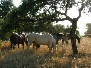 Precioa finca con gran cortijo