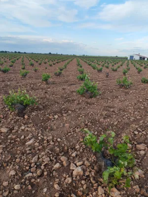Venta de viñedo en Villarrobledo
