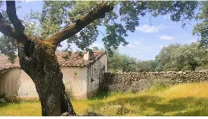 La dehesa, bonito encinar