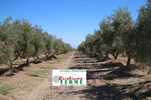 Finca de olivar y almendros en Grana
