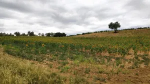 Finca secano en Santa Clara de Avedillo