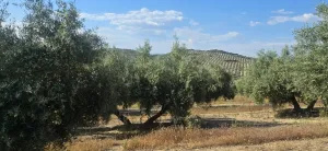 Fica Olivar Regadio en venta