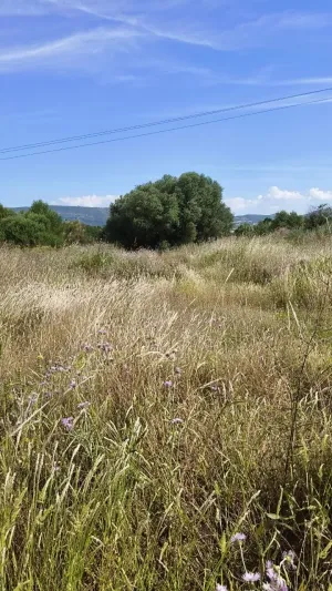FINCA RÚSTICA EN L'ALCUDIA DE CRESPINS