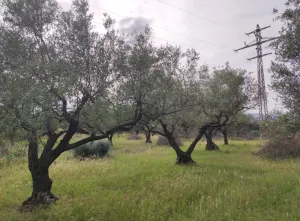 Venta finca rústica en Aldover
