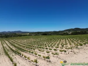 finca en venta 544 has. labor viña caza mayor