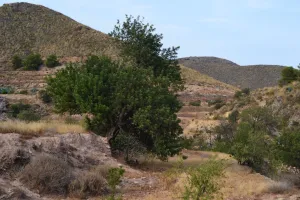 ^^FINCA RÚSTICA DE MÁS DE 2.500.000 M2 EN ALQUILER CON OPCIÓN A COMPRA, CON POSIBILIDAD DE RECONSTRUCCIÓN DE VIVIENDAS DE MÁS DE 600 M2, ENTRE LORCA Y ÁGUILAS, MURCIA. VISTAS AL MAR^^ Se ofrec