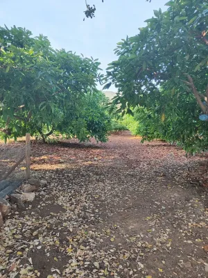FINCA AGUACATES CON PRODUCCION EN CRECIMIENTO