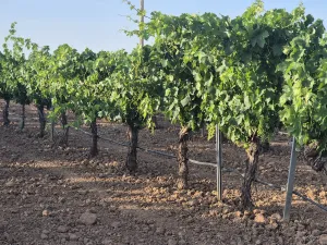 16 ha de viñedo de regadío (Cencibel) + balsa