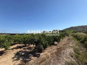 FINCA DE NARANJOS A LA VENTA EN XATIVA