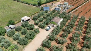 FINCA RÚSTICA EDIFICABLE EN LLUCMAJOR  (SON PIERES)