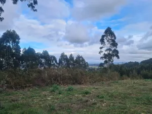 venta de finca uso forestal en culleredo