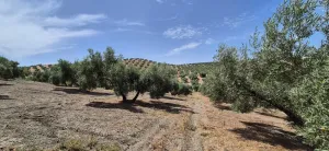 Finca Olivar 100 olivos