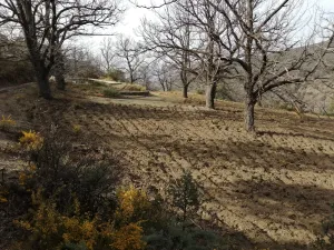 El castañar Bayarcal