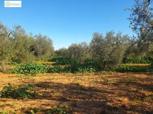 Finca Rural con vivienda para reformar, piscina y pozo propio en Aznalcazar, Sevilla