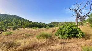 FINCA DE 6 Hectáreas con CASA CORTIJO para reformar