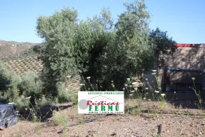 Finca de olivos carrileados