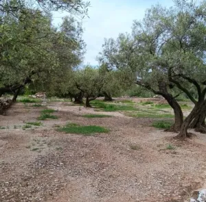 Finca Rústica con Olivos y Caseta Reformada en Entorno Natural