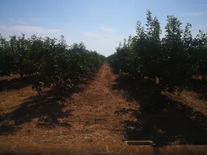 Finca agrícola de 2,24 ha - 27 hanegadas