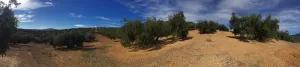VENTA FINCA DE OLIVAR. CORTIJO DEL ARROYO