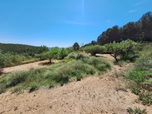 Oportunidad Terreno rústico en Caseta Leal, a solo 3 km de Castalla, con olivos, almendros y una amplia zona de bosque, por tan solo 0,40 €/m2.