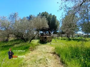 Finca rústica con vivienda, olivar, frutales